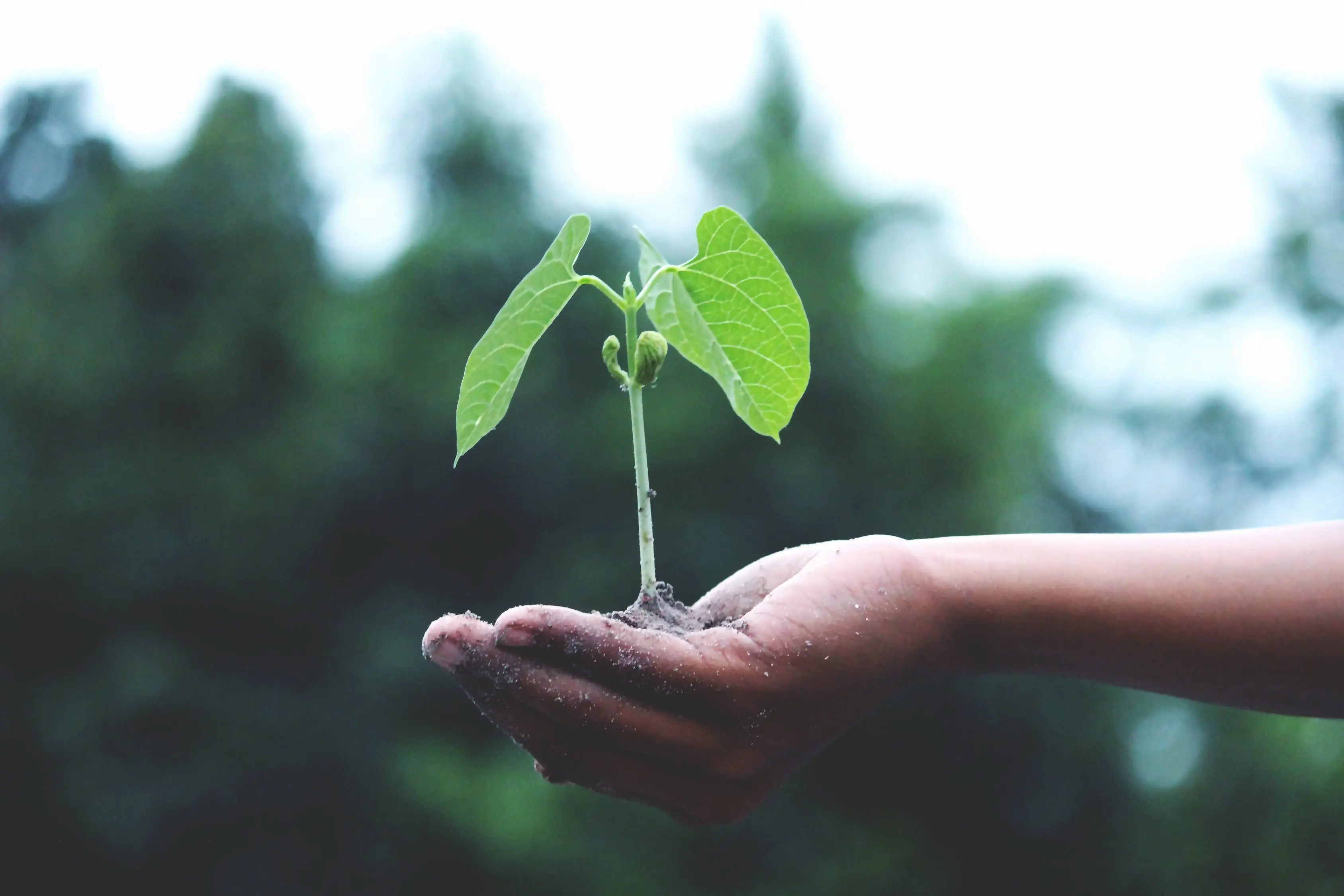 Colibri Advanced Solutions en partenariat avec Reforest'Action contribue à compenser positivement l'impact des émissions carbones de ses clients.