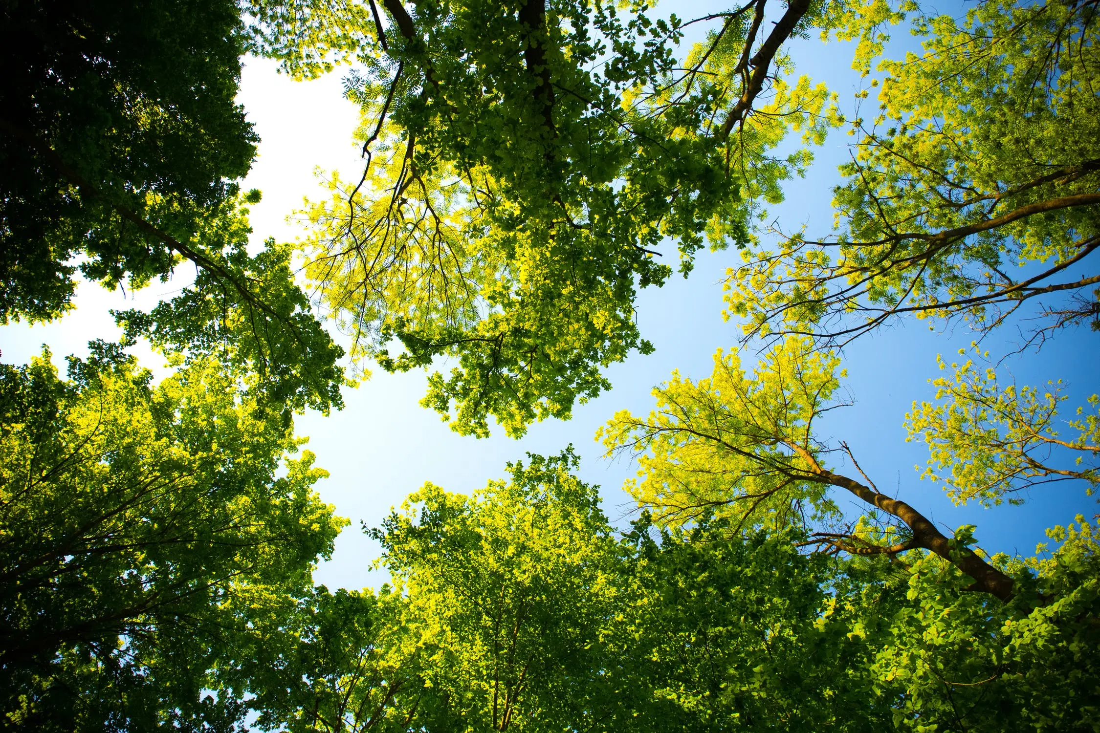 Avec Reforest'Action, Colibri Advanced Solutions soutient la plantation d'arbres et la préservation de l'environnement
